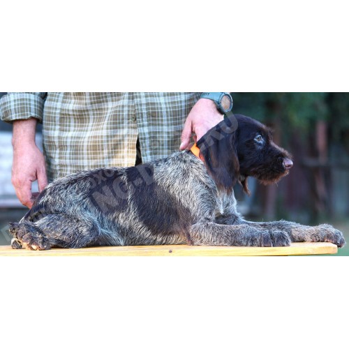 Породистый щенок из помета П сука №2 породы дратхаар Породистый щенок из помета П сука №2 породы дратхаар